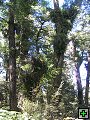 thn_NZ leden-unor 2006 254.jpg